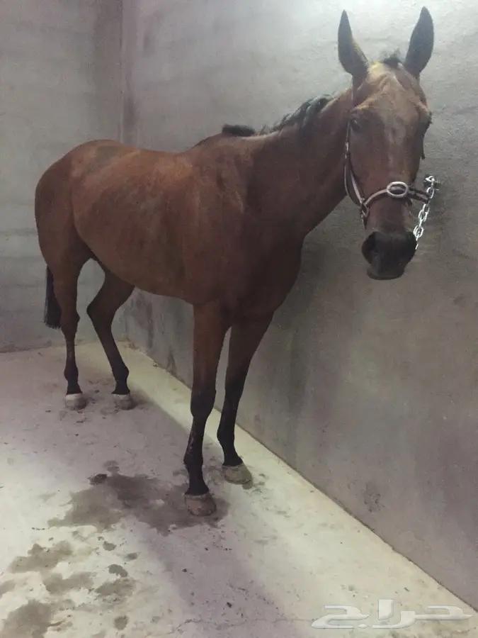 حصان انتاج بطل 2011 (image 4)