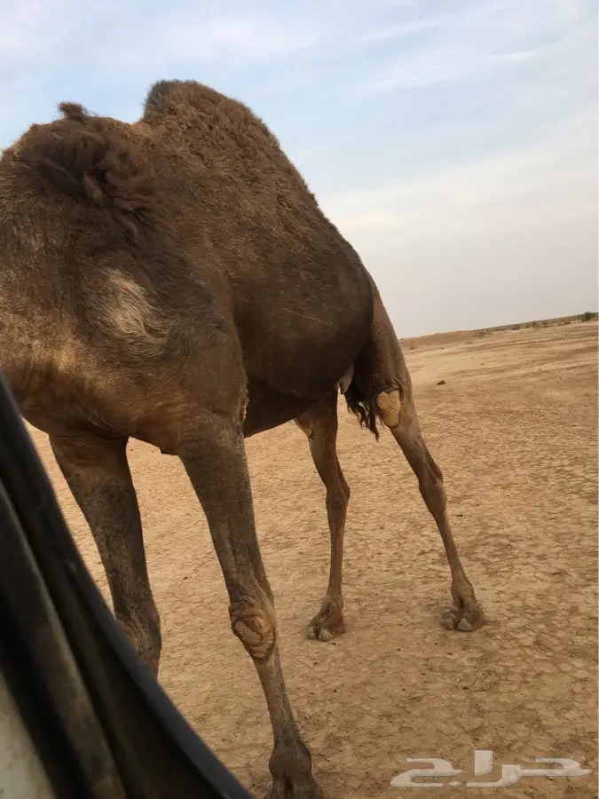 خلفه لبيع (image 3)
