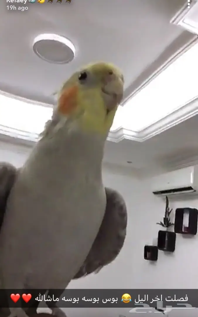 كروات متكلم في الوجه بلو فرونتد هدد  (image 5)