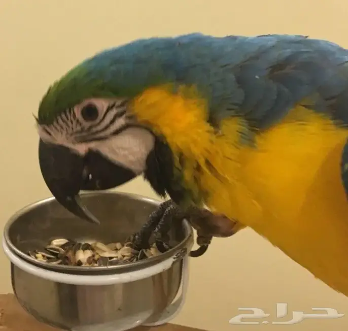 مكاو بغبغاء  (image 1)