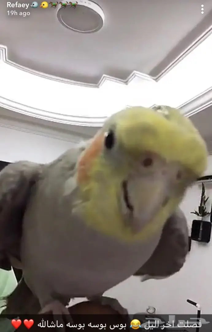 كروات متكلم في الوجه بلو فرونتد هدد  (image 4)