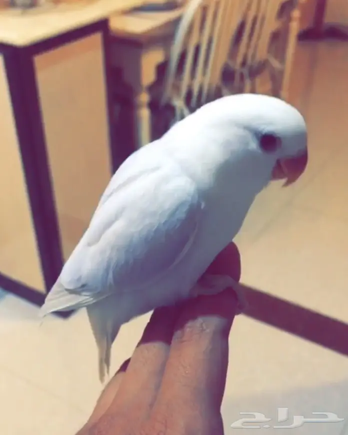 فرخ روز هدد وجميل اللون  (image 3)