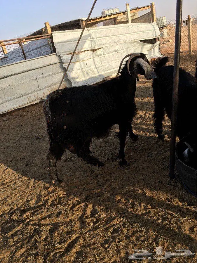 عنز حليب (image 2)