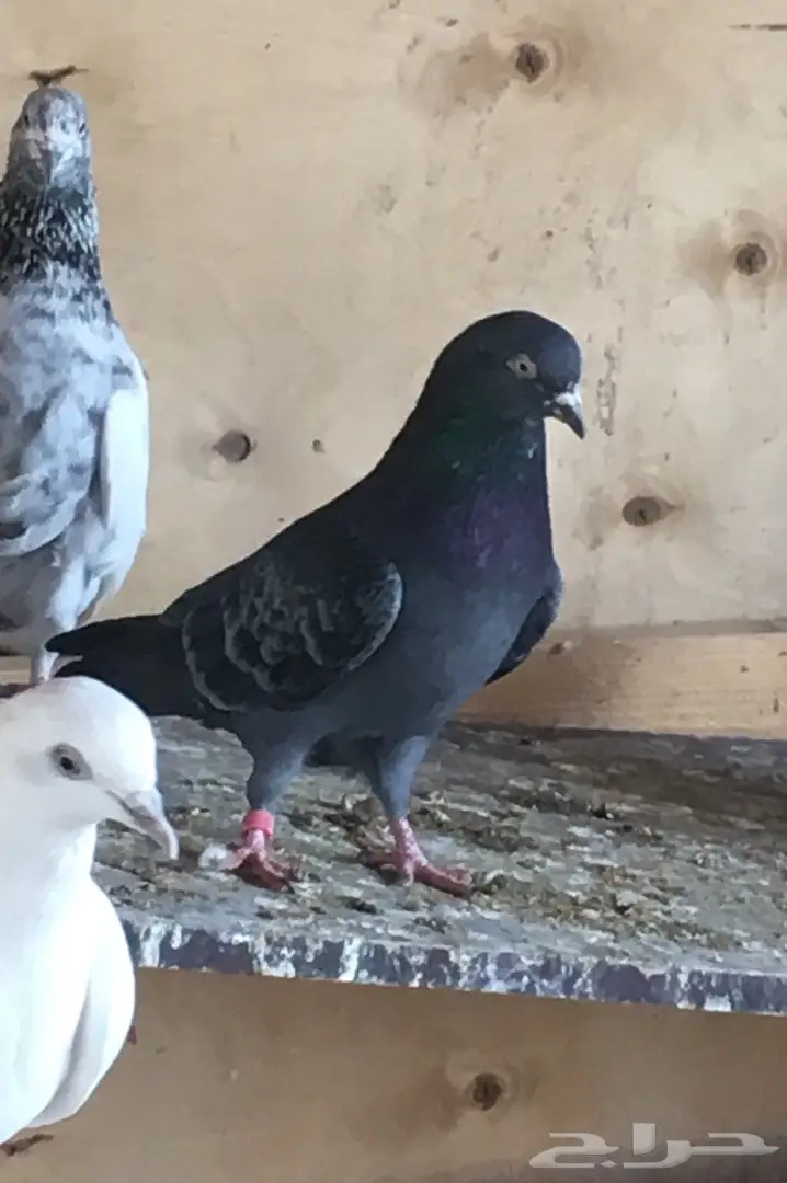 للبيع 15 جوز -تيدي - كاسوري - هاره - دابا علي (image 18)