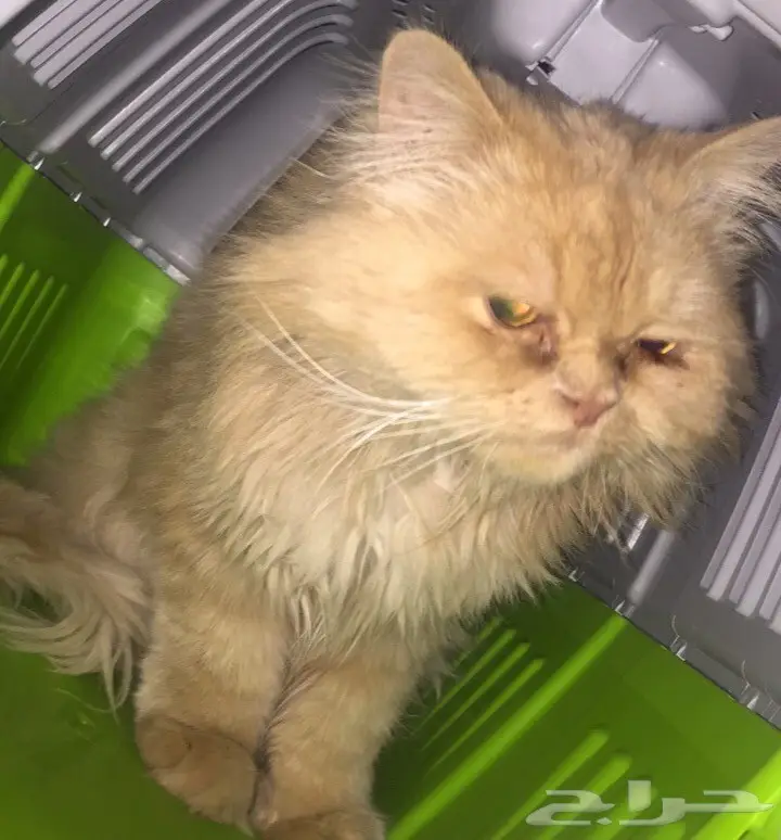 شيرازي للبيع 