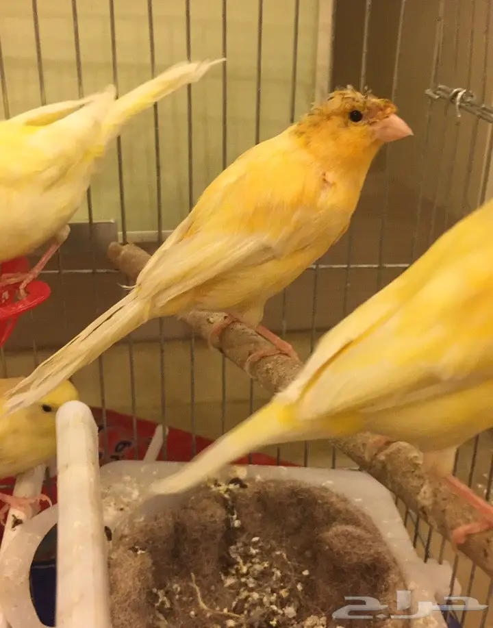 للبيع زوج كناري منتج 