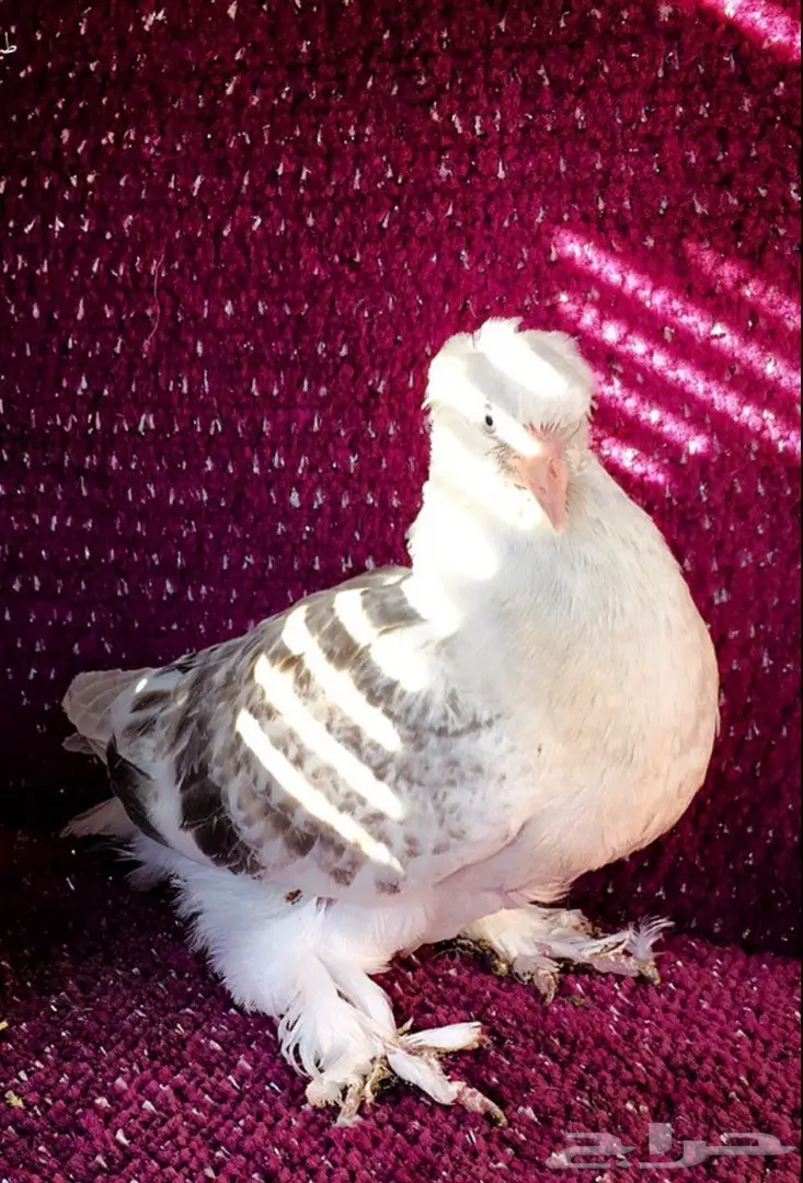 اتراك Top  (image 2)