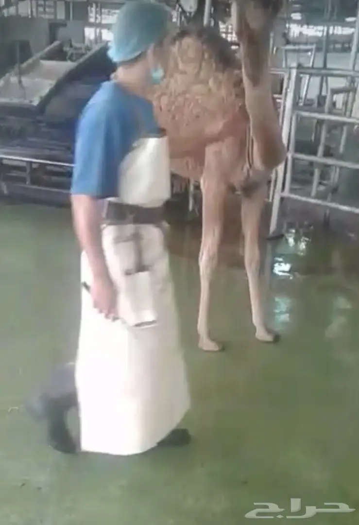 حاشي بلدي على الشرط ملحمة الوادي حي التيسير (image 4)