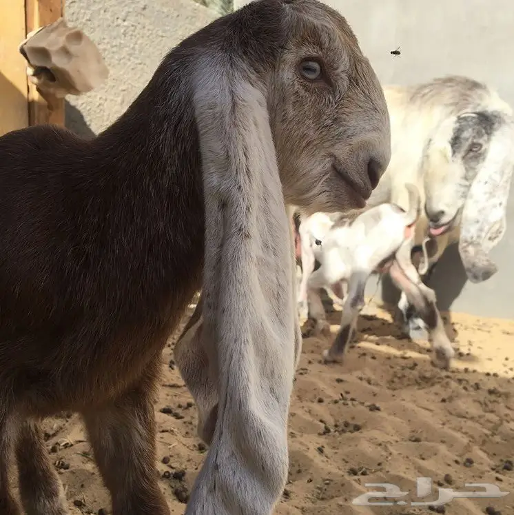 عنز تحتها تيوس هولنديه طيبه (image 2)