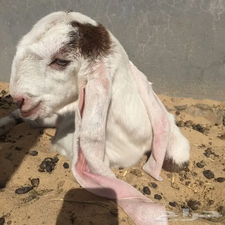 عنز تحتها تيوس هولنديه طيبه (image 1)