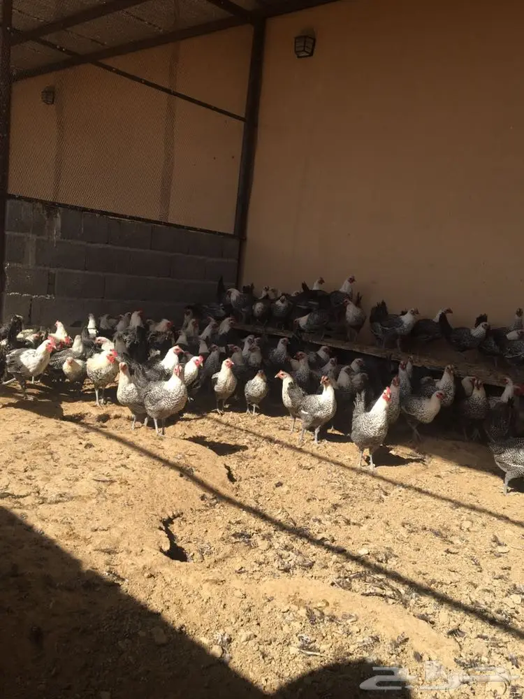 دجاج فيومي بشاير