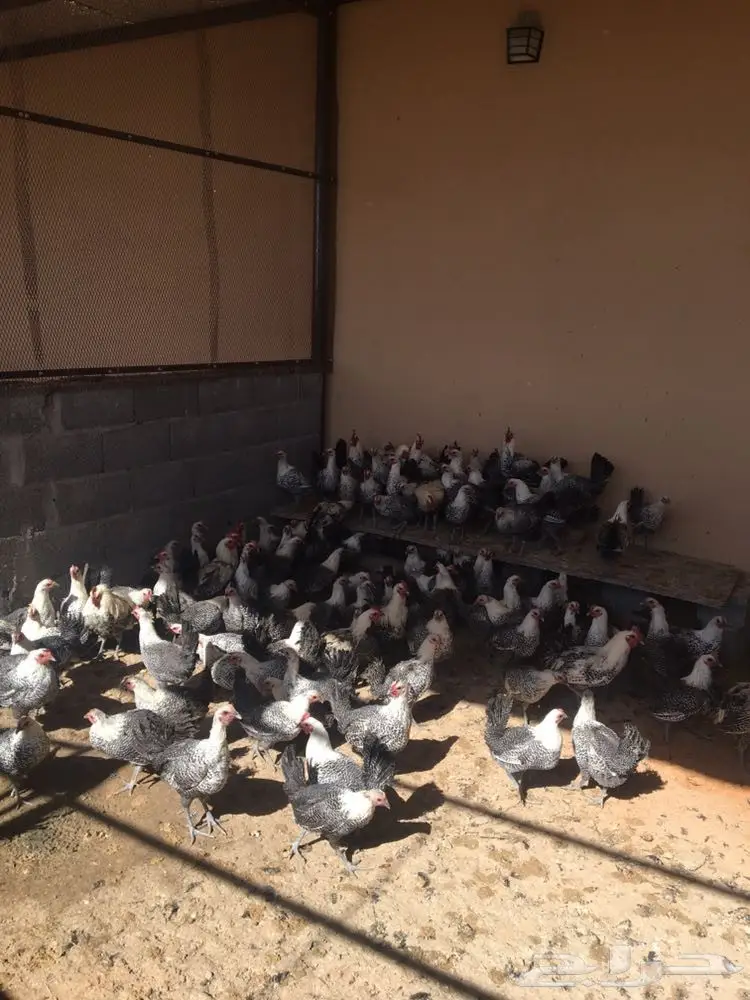 دجاج فيومي بشاير (image 1)