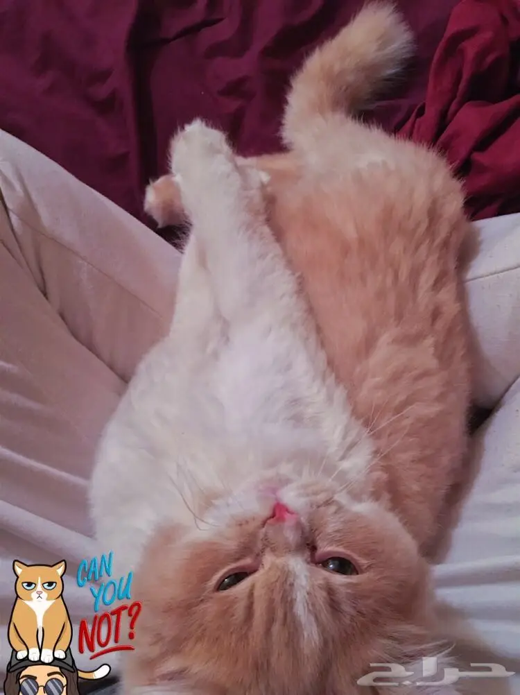 قط ذكر (image 1)