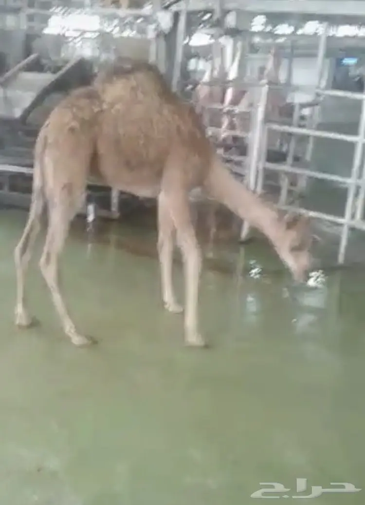 حاشي بلدي على الشرط ملحمة الوادي حي التيسير (image 6)