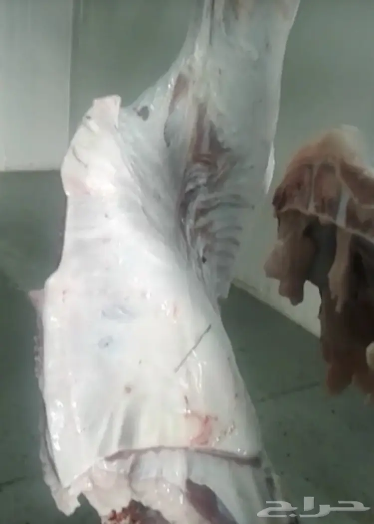 حاشي بلدي على الشرط ملحمة الوادي حي التيسير (image 5)