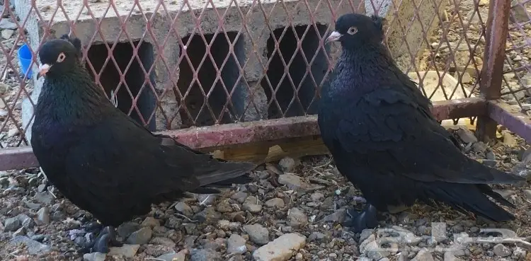 جوز وانثتين 