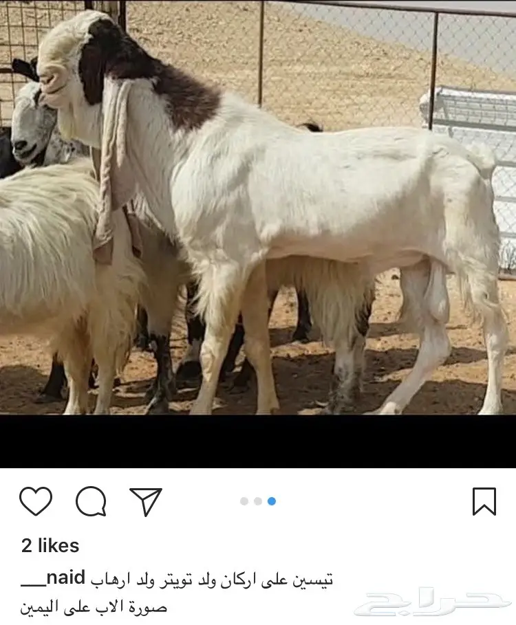 عنز تحتها تيوس هولنديه طيبه