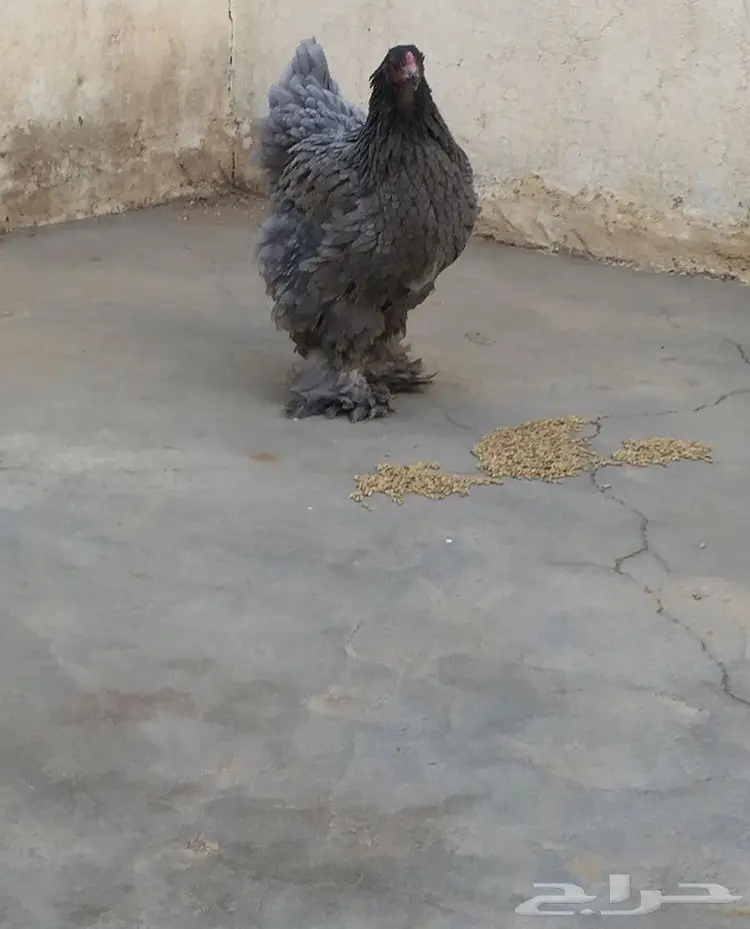 براهما بلو  (image 1)