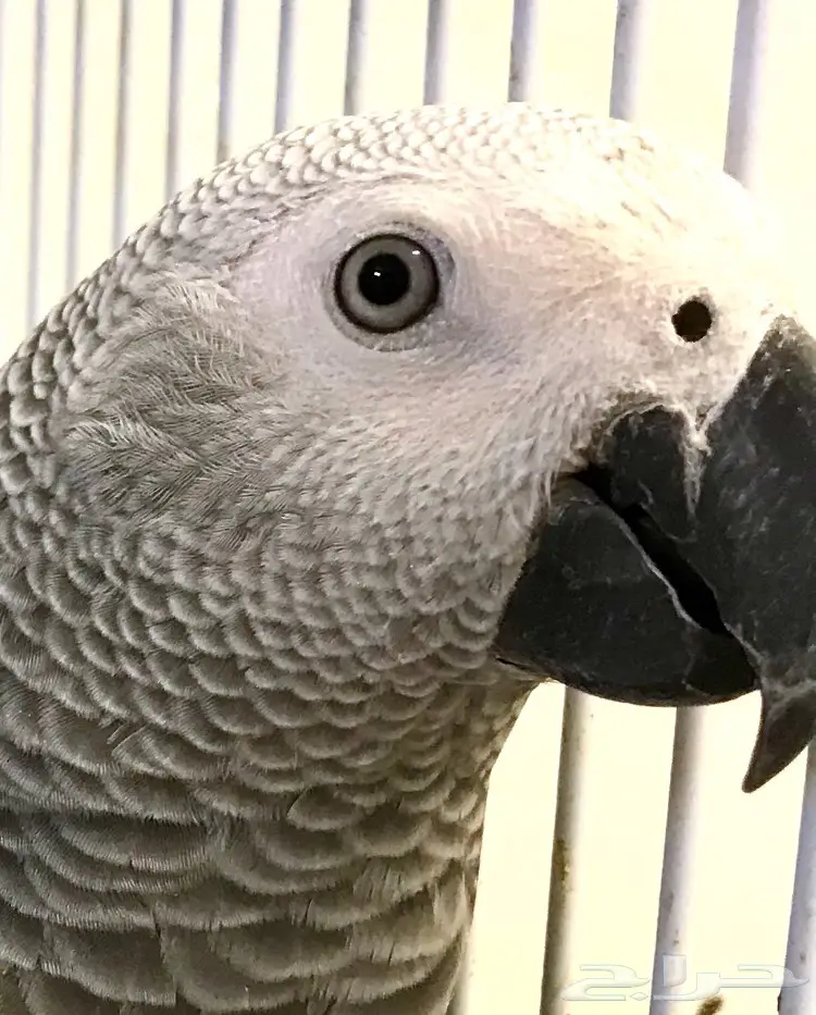 دفعة فروخ كاسكو هولندي  (image 7)