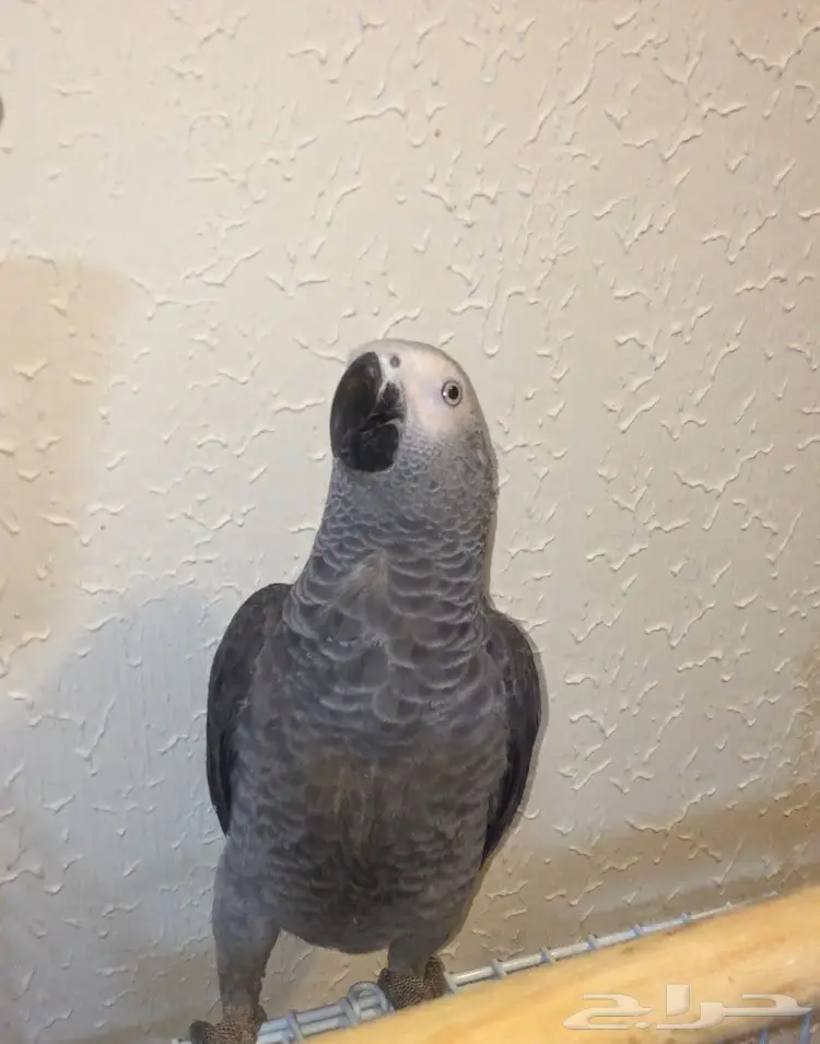 كاسكو للبيع (image 10)