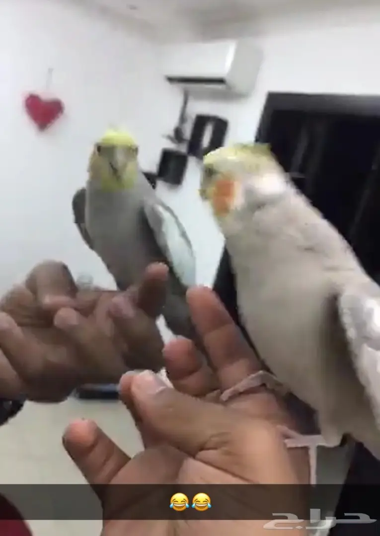 كروات متكلم في الوجه بلو فرونتد هدد  (image 6)