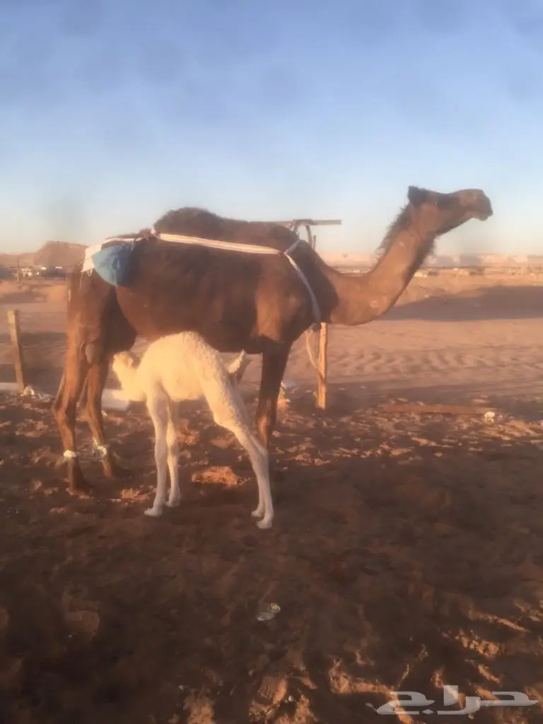 ابل مجاهيم للببع