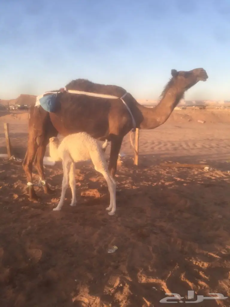 ابل مجاهيم للببع (image 1)