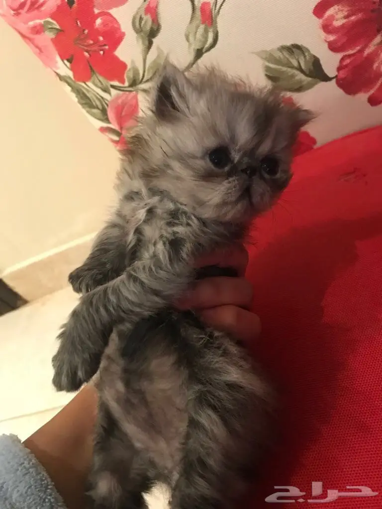 قطط للبيع (image 1)