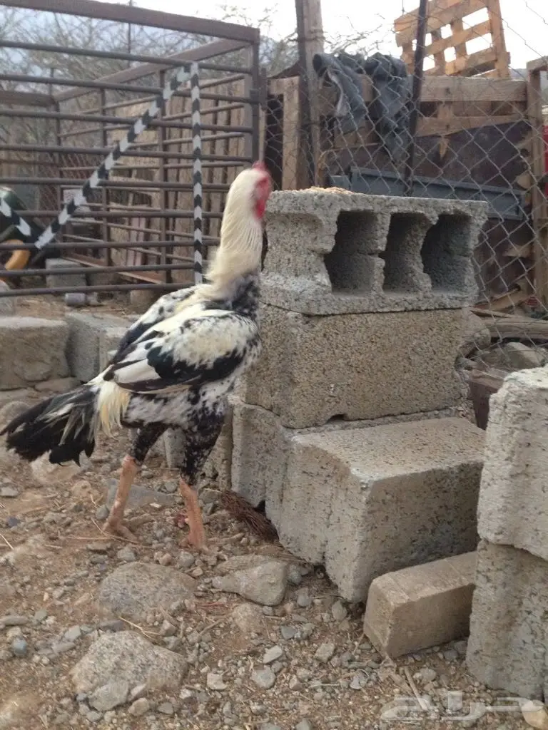 ديك فارسي على بكستاني (image 2)