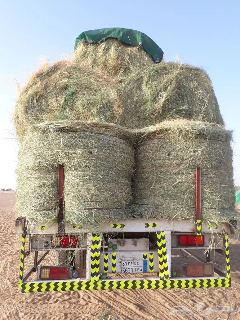 رودس للبيع حملة تريله 70حبه ناعم (image 1)