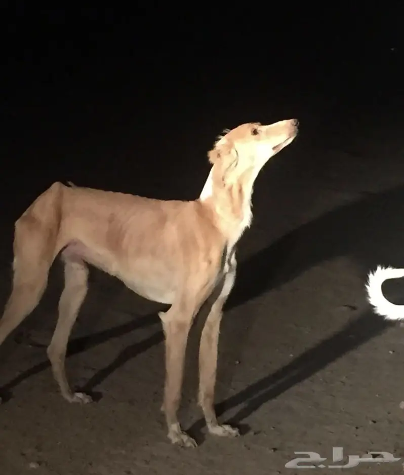 كلب صيد (سلوقي) للبدل