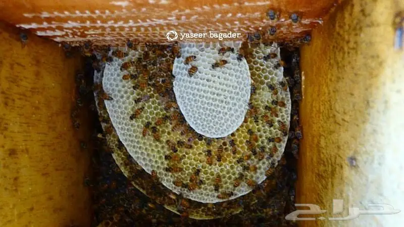 ابغى نحل للبيع 