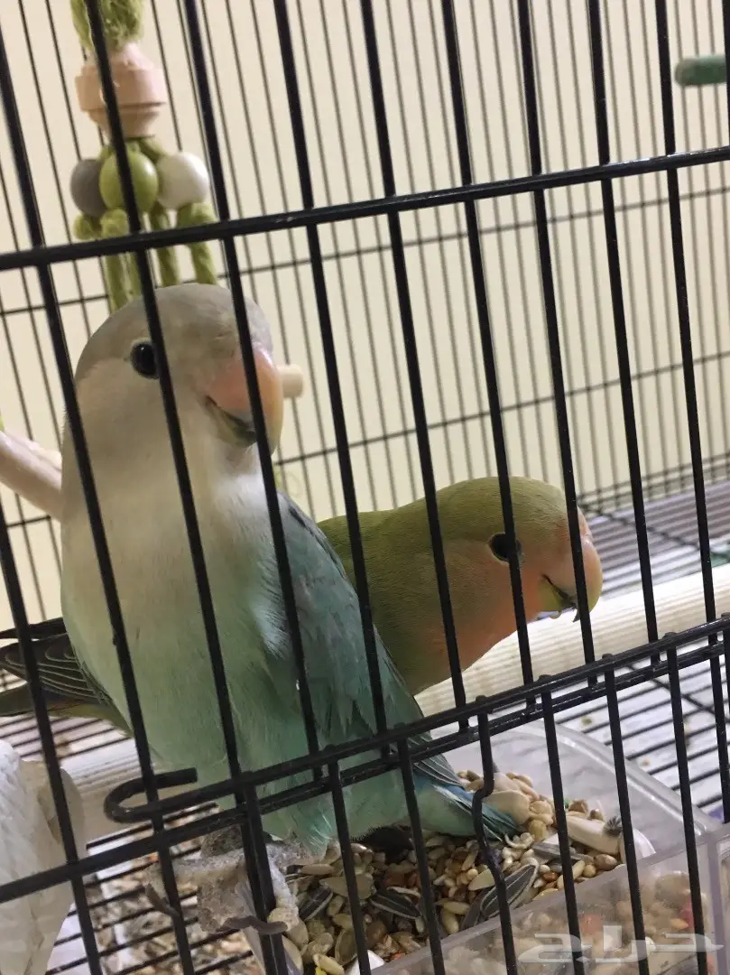 طيور روز بعمر ثلاث شهور 