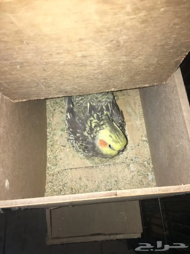 زوج كروان منتج