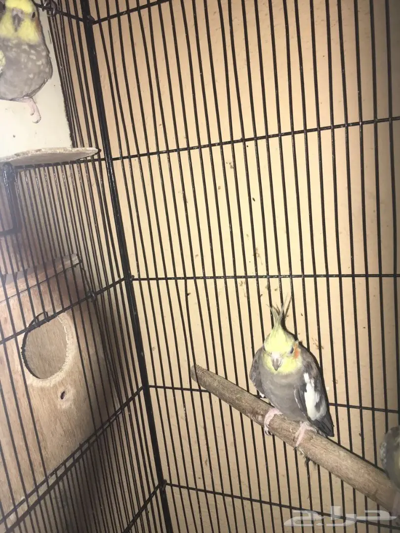 زوج كروان منتج (image 2)