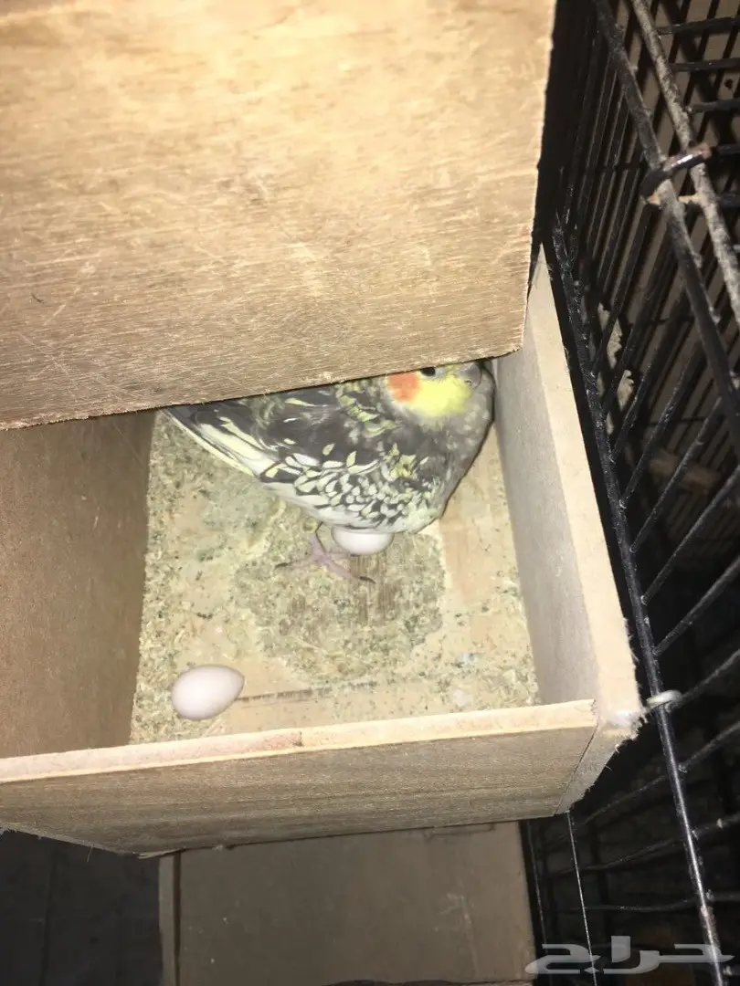 زوج كروان منتج (image 3)