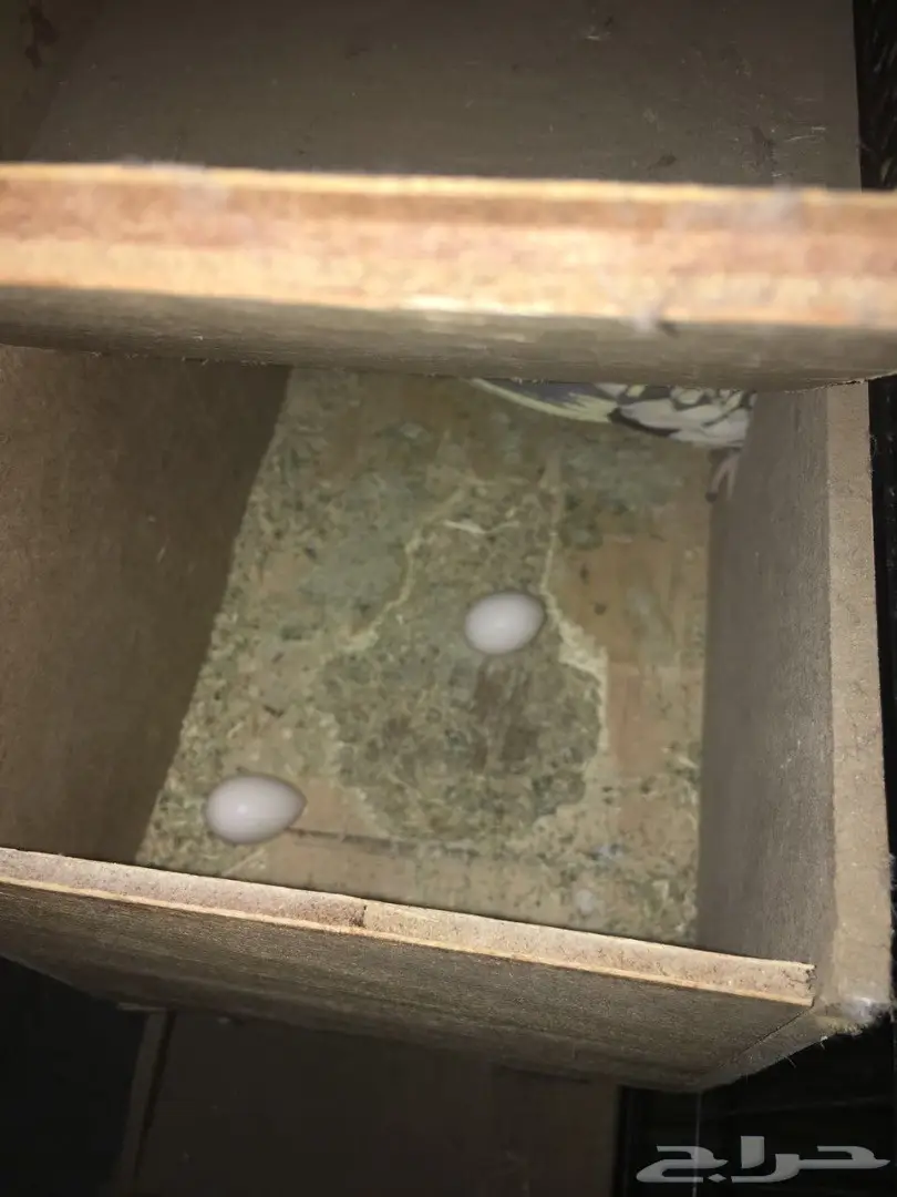 زوج كروان منتج (image 4)