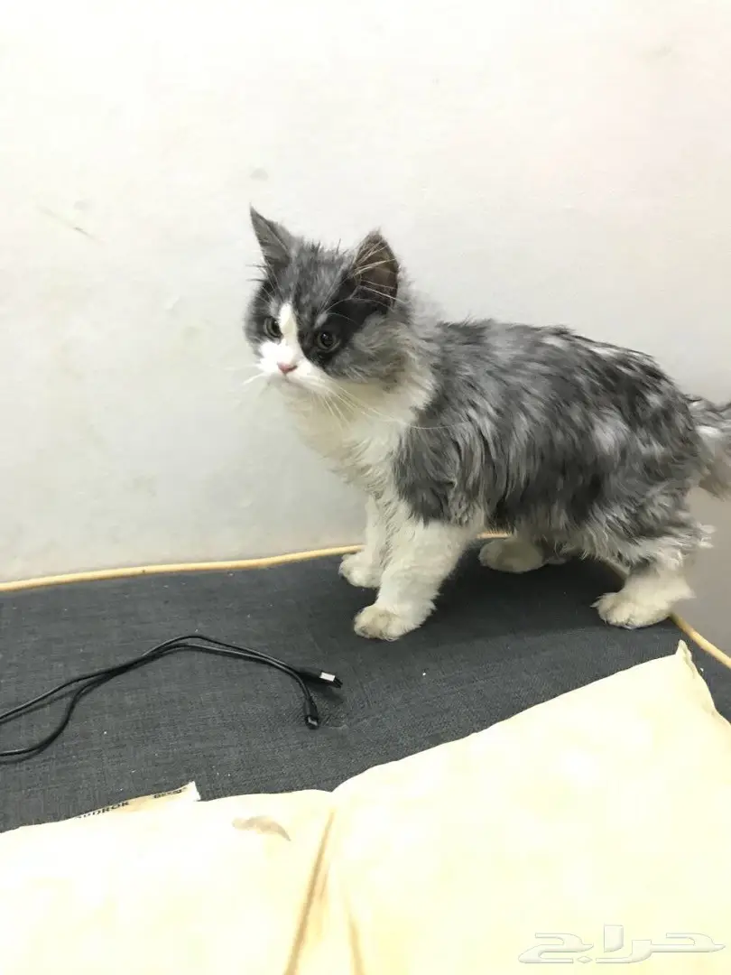 قطتي للبيع اليوم مشغوله عنها مره 