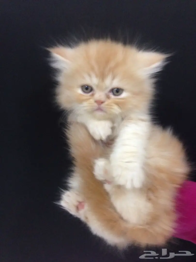 للبيع بالدمام كتن شيرازي (image 2)