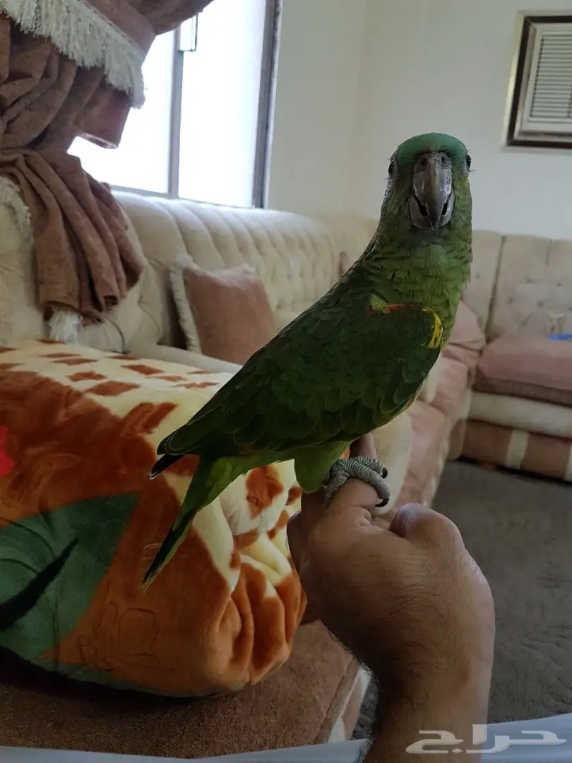 ببغاء امزوني بلوفرنتد فرخ