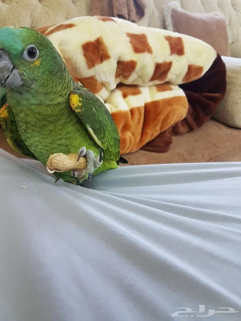 ببغاء امزوني بلوفرنتد فرخ (image 1)