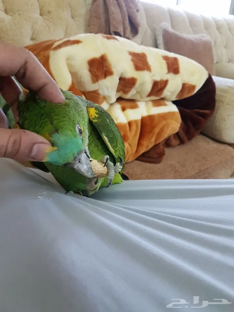 ببغاء امزوني بلوفرنتد فرخ (image 2)