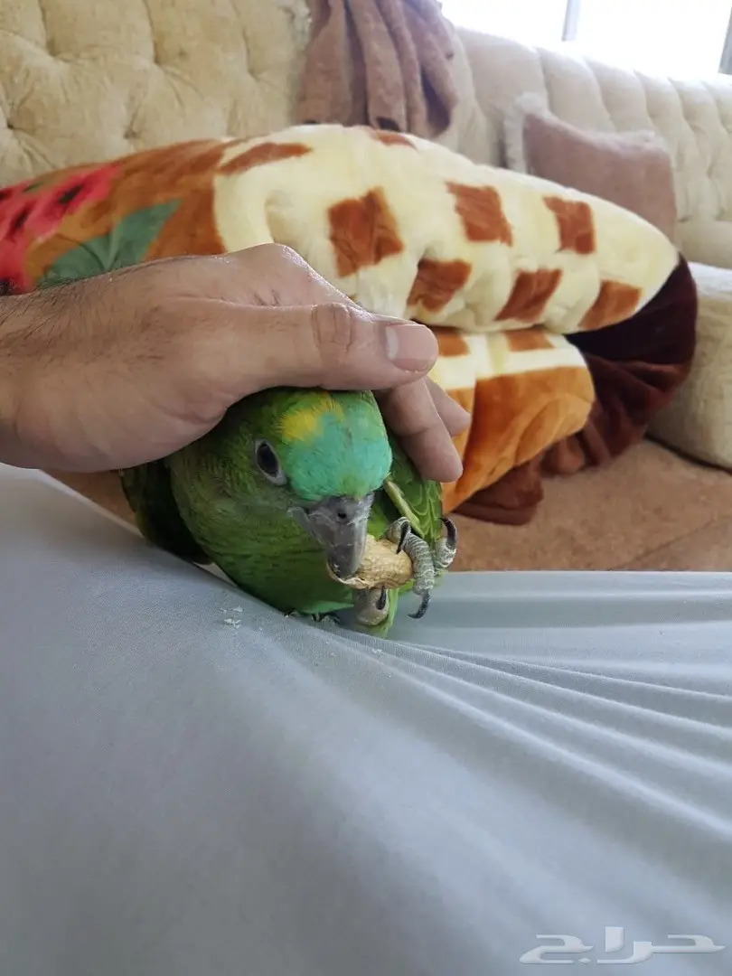 ببغاء امزوني بلوفرنتد فرخ (image 3)