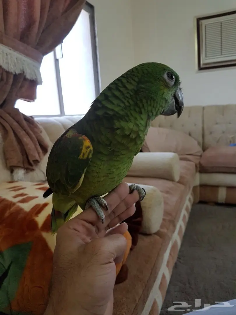 ببغاء امزوني بلوفرنتد فرخ (image 4)