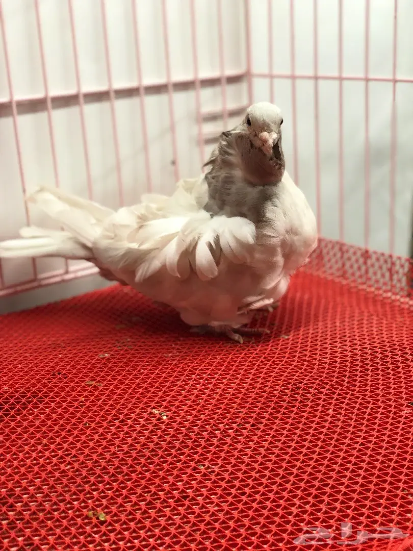 جوز كشكشي لون مميز للبيع 