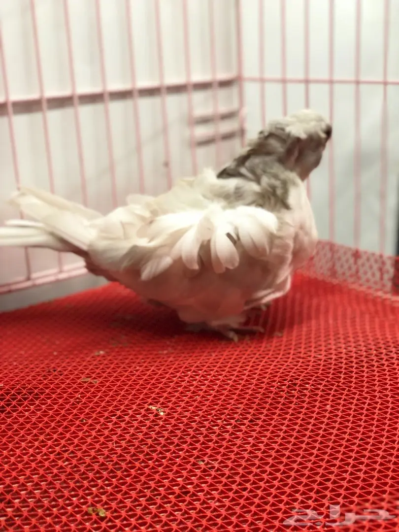 جوز كشكشي لون مميز للبيع  (image 1)