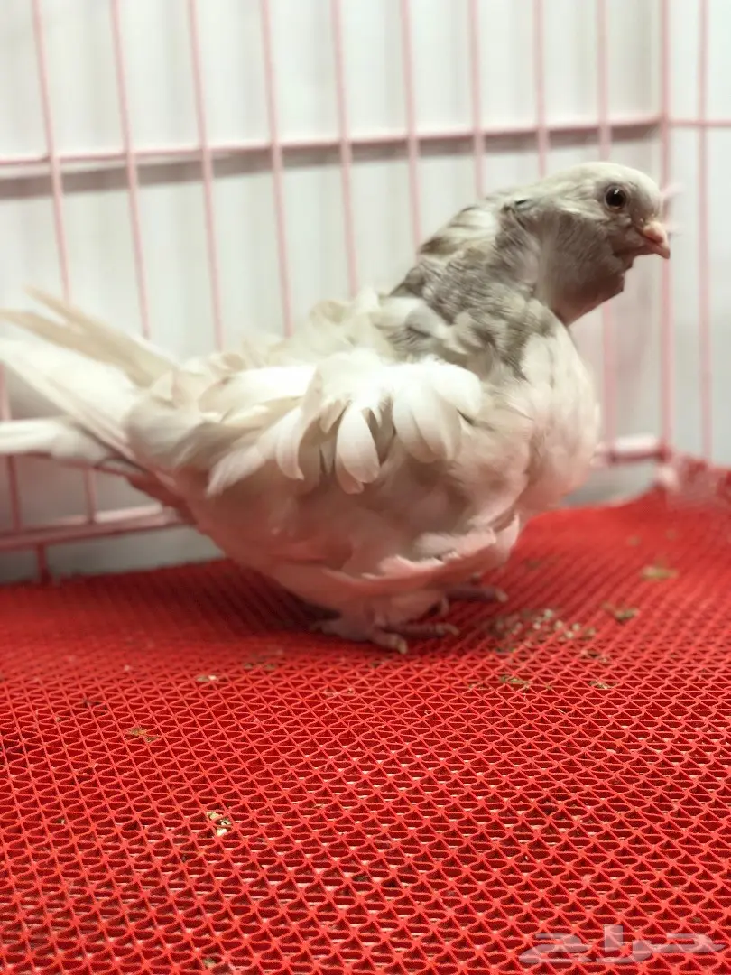 جوز كشكشي لون مميز للبيع  (image 2)