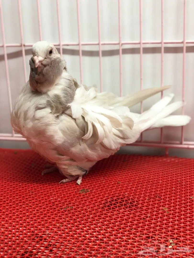 جوز كشكشي لون مميز للبيع  (image 3)