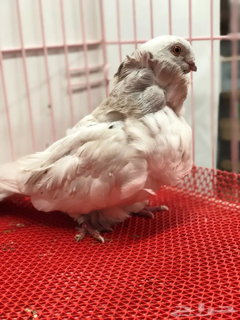 جوز كشكشي لون مميز للبيع  (image 6)