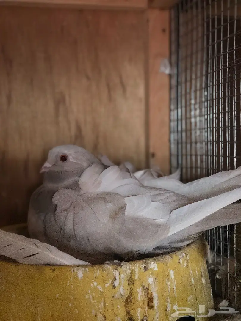 جوز كشكشي لون مميز للبيع  (image 9)